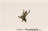 藏品(菊花石蕊)的圖片